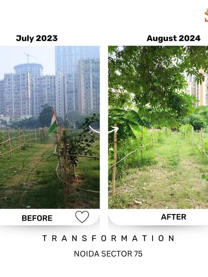 Seeing is believing. This is the transformation at our Noida Sector 75 site in just one year, from a barren patch of land to a thriving young forest. This is the real, visible impact of community effort and consistent care.