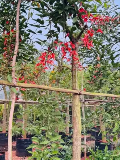 A unique flowering tree with bright red blooms, adding an exotic touch to the nursery's collection.