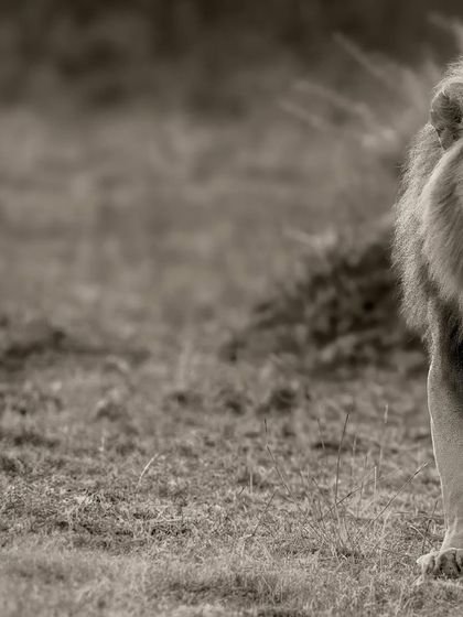 A modern, artistic take on a classic subject. The focus is on the lion's intense gaze and the story it tells.