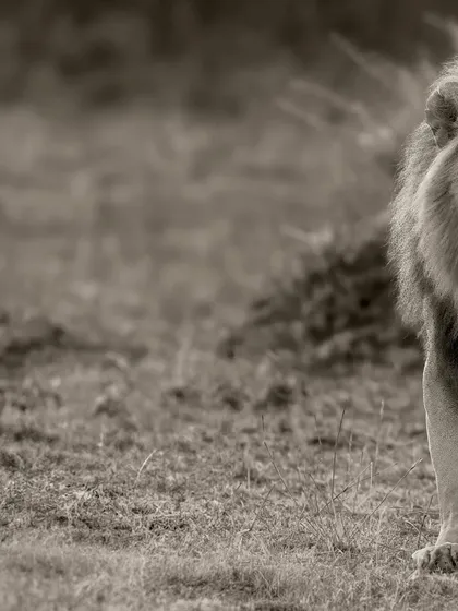 This gallery further explores the power of monochrome. Each image uses the absence of color to highlight different elements: the raw emotion of a hunt, the quiet dignity of a portrait, or the dramatic textures of the wild.