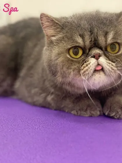 Meet Archie, an Exotic Shorthair with the cutest personality. That tiny tongue sticking out just melts my heart. His dense, grey coat is now soft and tidy after a gentle bath and brush, showing how I handle flat-faced breeds with extra care.