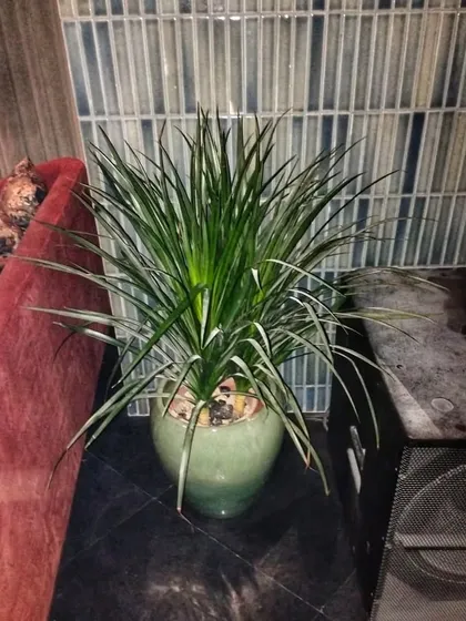 A spiky Dracaena plant in a green ceramic pot adds texture and life to this residential lobby. The plant is positioned to thrive and enhance the modern decor.
