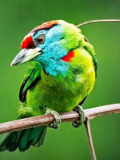 A tight portrait of the Blue-throated Barbet, showcasing the incredible detail in its colourful face, from the blue throat to the red forehead.