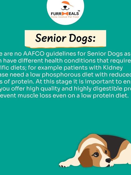 How much protein does your dog need? This guide explains the different protein requirements for puppies, adults, and senior dogs, helping you understand how to feed them correctly at every life stage.