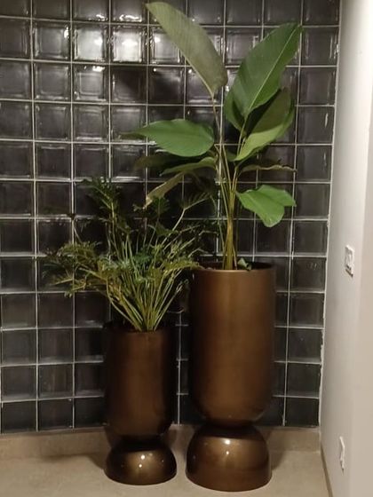 Make My Garden - Nursery & Gardening Store (Retail) Indoor & Air Purifying Plants photo 23