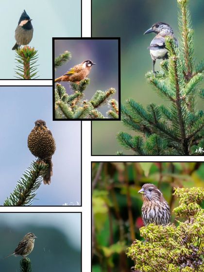 This collage showcases some of the small, charismatic birds we find perched atop pine and fir trees in the Himalayas, including the Rufous-vented Tit, Nutcracker, and Rosefinch.