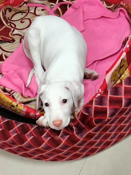 It is always a joy to work with incredible Indian dog breeds. This is a beautiful Rajapalayam puppy getting comfortable in his new home, the first step in our puppy training journey.