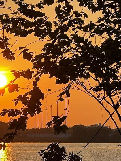 A beautiful sunset over the Kochi backwaters, seen through the silhouette of tree leaves. This framing adds a sense of intimacy to the grand spectacle of the sunset.