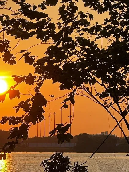 The setting sun seen through the silhouette of tree branches in Kochi. This composition uses natural elements to frame the golden orb of the sun as it dips towards the horizon.