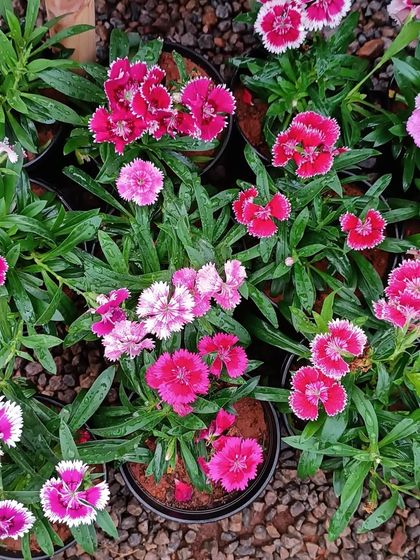 A cluster of Dianthus flowers in shades of pink and white, also known as 'pinks' for their fringed petals.