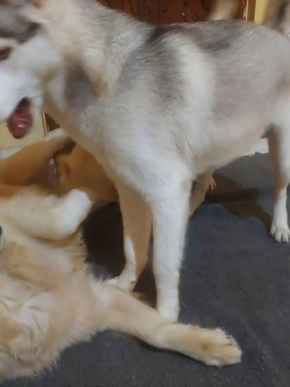 A Golden Retriever and a Husky having a gentle wrestling match indoors.