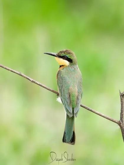 A Cinnamon-chested Bee-eater perches on a thin branch in Tanzania. These small, colorful birds are a delight to photograph, and capturing their delicate features requires a keen eye and a long lens.