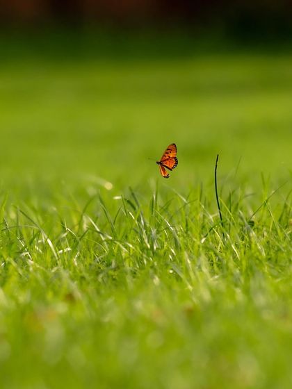 Another shot of the butterfly in flight, capturing the delicate motion of its wings.