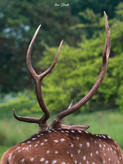 A male Chital, or Spotted Deer, in Satpura National Park. This portrait from behind focuses on the impressive size and shape of its antlers against the lush green backdrop of the monsoon forest.