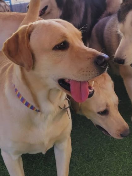 A happy Labrador, ready for Holi celebrations. We make sure all festivities are pet-safe.