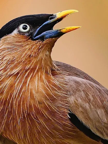 A Brahminy Mynah with its beak open in song. This close-up captures the expression of the bird, the yellow skin around its eye, and the fine, bristle-like feathers on its chest.