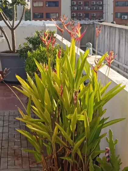 Another shot of the Heliconia plants, thriving in the morning sun. We choose plants that not only look good but are also well-suited to the local environment.