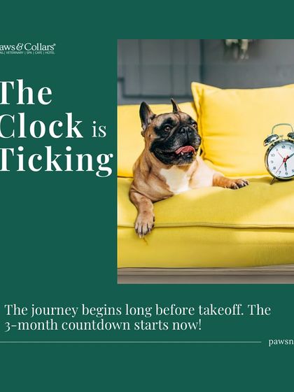 PawsnCollars - Veterinary Care Seamless Pet Relocation, Worldwide photo 19