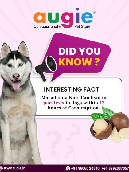 Augie Pets - Pet Grooming Services Dental Health & Wellness Guides photo 10