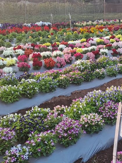 A field of Torenia, or Wishbone Flower, and other annuals at our farm. These trials help us select the best-performing varieties for our customers.