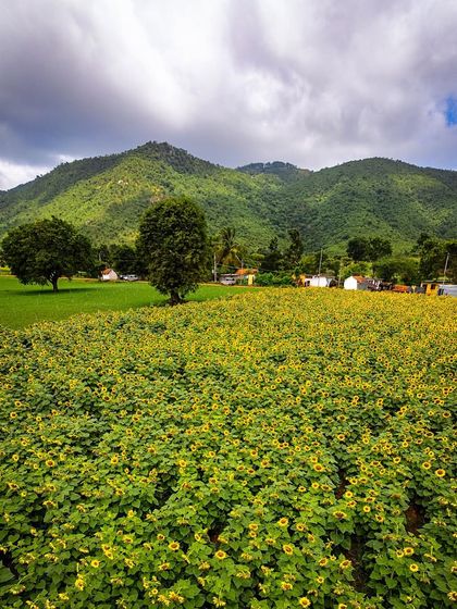 A duplicate of image 13, showing the vibrant green fields and hills of Gopalaswamy Betta.