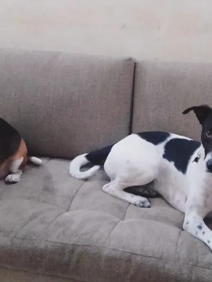 Max the Beagle and Enzo just hanging out on the sofa. They feel right at home here.