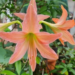 Happy Greens and Blooms