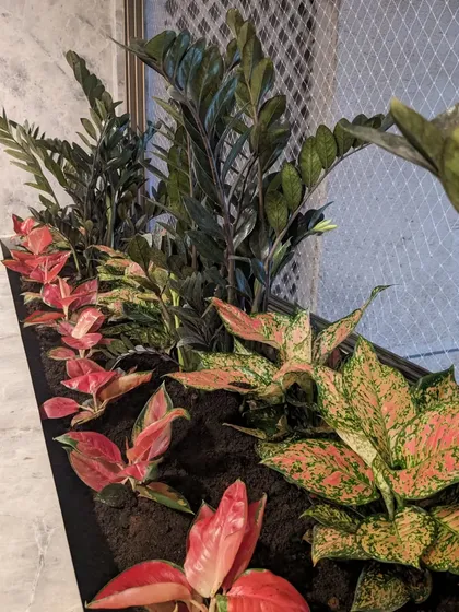 Another angle of the completed indoor planter, showcasing the rich colors and textures of the foliage.