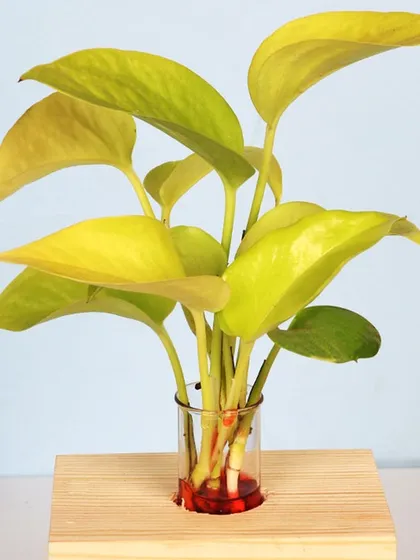 This Golden Money Plant cutting is displayed in a simple glass vial on a wooden block, showing its ability to grow easily in water. It's a beautiful and minimalist way to enjoy this popular indoor plant.