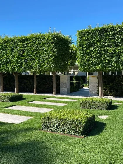 A stunning example of formal landscape architecture. We use pleached trees to create an 'avenue' effect, with low boxwood hedges and stone pavers set in the lawn to create a strong geometric pattern.