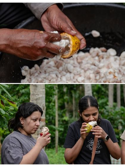There's nothing like tasting fresh cacao pulp straight from the pod. This sensory experience is a vital part of understanding the raw ingredient before it's transformed into chocolate.
