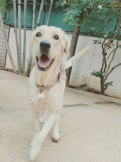 Stay - Dog Daycare Happy Faces of Stay photo 44