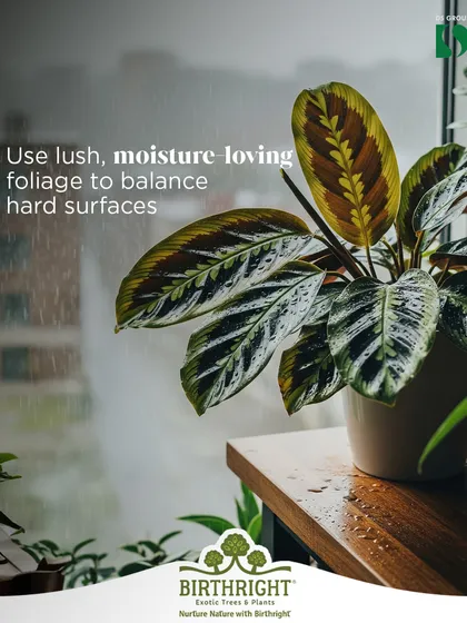 Use lush, moisture loving foliage to balance hard surfaces. The beautiful, patterned leaves of this Calathea soften the look of a wooden table and thrive in the high humidity of the monsoon season.