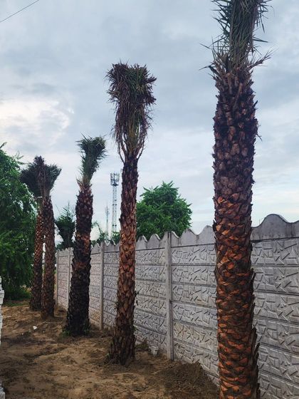 Delhi Gardner - Full-Service Landscaping Statement Trees & Sculpted Topiaries photo 16