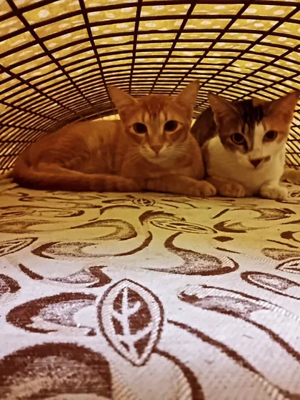 These two kittens found a safe, cozy spot to hide and watch everything from.