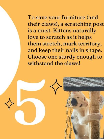 Oh My Dawg - Pet Supplies For New Pet Parents photo 17