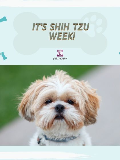 It's Shih Tzu Week! Known for their happy temperaments, we're offering a special discount for all Shih Tzus who book a spa day with us.
