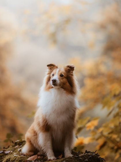 Rohit - Family & Pet Photography Outdoor Adventures photo 33