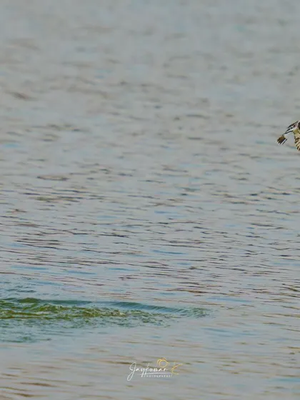 A duplicate of the wide-angle shot of the Pied Kingfisher flying with its catch, emphasizing its riverine habitat.