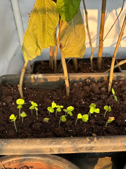 New life sprouting in a propagation tray. These are Rosella seedlings and mulberry cuttings taking root, a testament to how easily you can multiply your plants with a little patience.