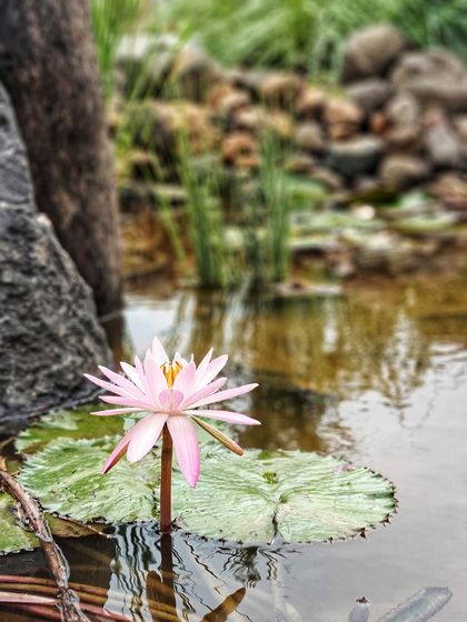 A pink water lily in its natural setting, surrounded by lily pads and a rocky pond edge. This showcases our approach to creating naturalistic water features.