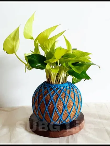 This is my Designer Kokedama featuring a Neon Pothos, also known as a Money Plant. It sits on a simple wooden base, making it a complete, ready to display decor piece. It's a perfect example of a beautiful, potless, and mess free indoor plant.