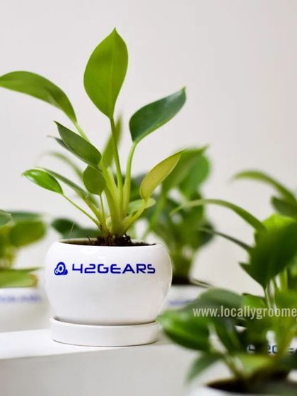 A close-up of the small, branded plant pots we supplied to 42Gears. These make for a wonderful and sustainable desk accessory.