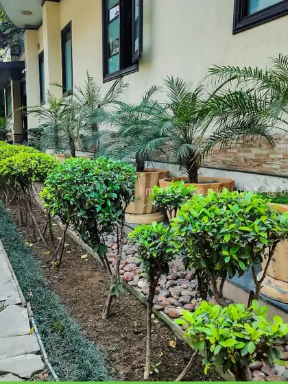 A neatly designed driveway border with shaped hedges, palm trees in large pots, and a pebble bed. We pay attention to every detail, ensuring even functional areas are beautifully landscaped.