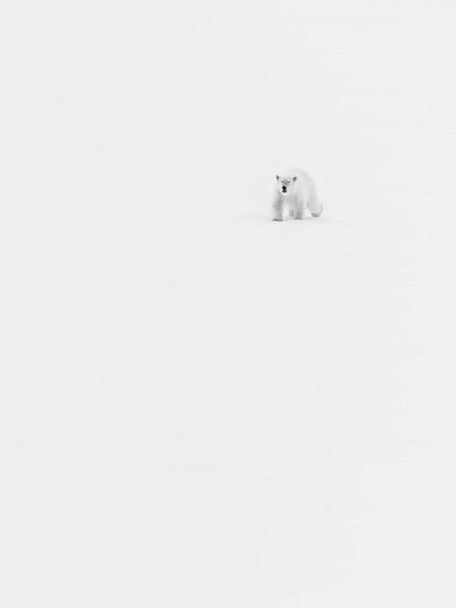 A polar bear cub approaches, appearing small and vulnerable in the immense white landscape.