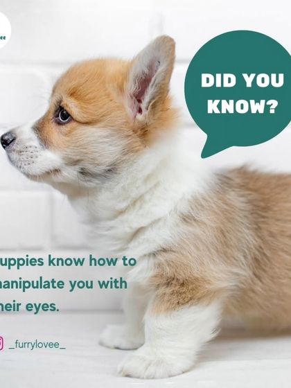 Those puppy-dog eyes are powerful. This fun fact reminds us how puppies communicate with us, which is an important part of learning how to train them effectively.