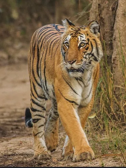 Our jungle expeditions take you to the heart of wildlife habitats like Jim Corbett. Spotting a majestic tiger like this one is a core part of the thrilling experience we offer on our guided safaris and survival courses.