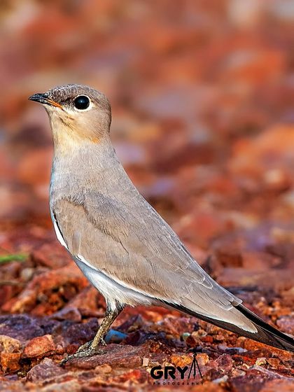 A Small Pratincole stands on a rocky riverbed, its typical habitat. These birds have long wings and a short bill, adapted for catching insects in flight.