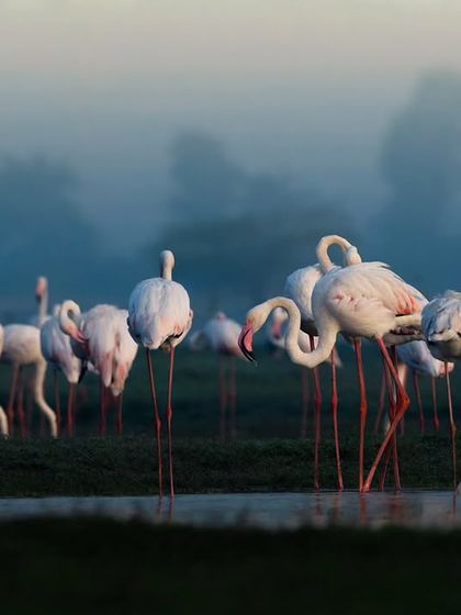 Navi Mumbai's Urban Oasis photo 3
