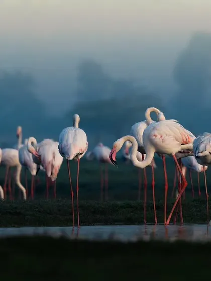 A flock of Greater Flamingos wades through the calm, misty waters during an early morning in Navi Mumbai. The soft light and serene atmosphere create a truly magical scene.